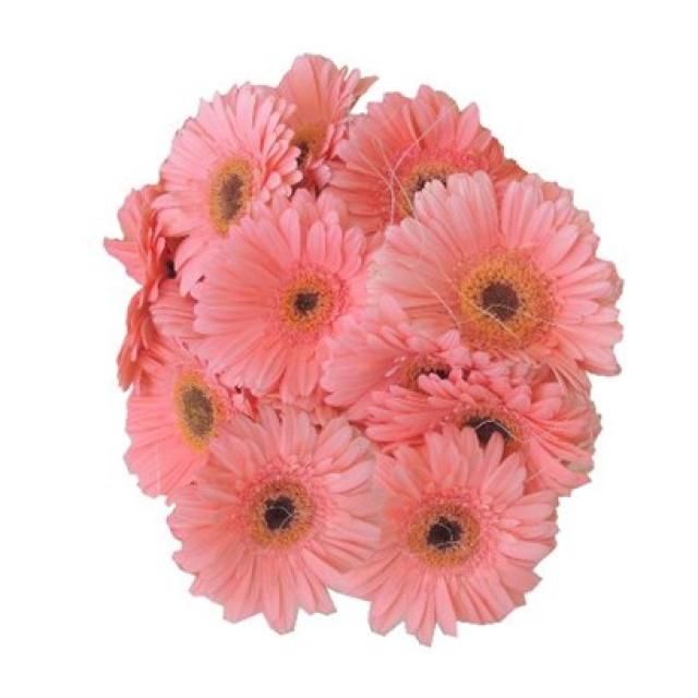 Gerbera Bunch - Pink