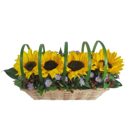 Sunflower Sensation
